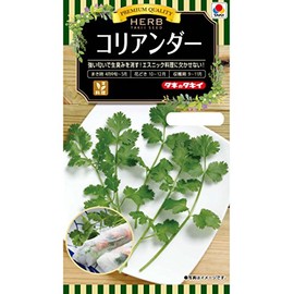 Takii Seedling Herb Coriander