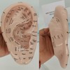 Ear Acupuncture Model - 17cm Ear Zone Model, Ear Massage
