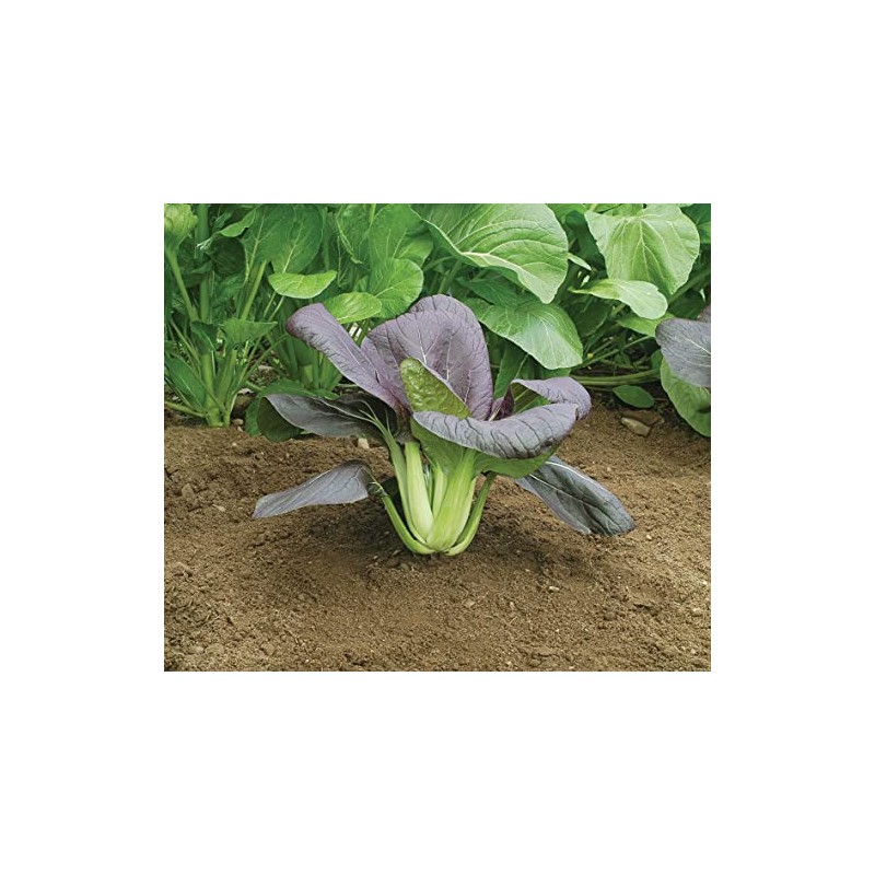 Mr Fothergill's 17135 Vegetable Seeds, PAK Red Choi F1