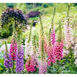 20,000 Foxglove Flower Seeds Digitalis Purpurea Lady's Glove Mixed Colors