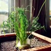 JQBay Transform Your Garden with 100PCS/Bag Spiral Grass Seeds –