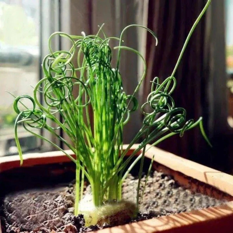 JQBay Transform Your Garden with 100PCS/Bag Spiral Grass Seeds –