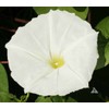 25 White Moonflower Flower Seeds Ipomoea alba Morning Glory