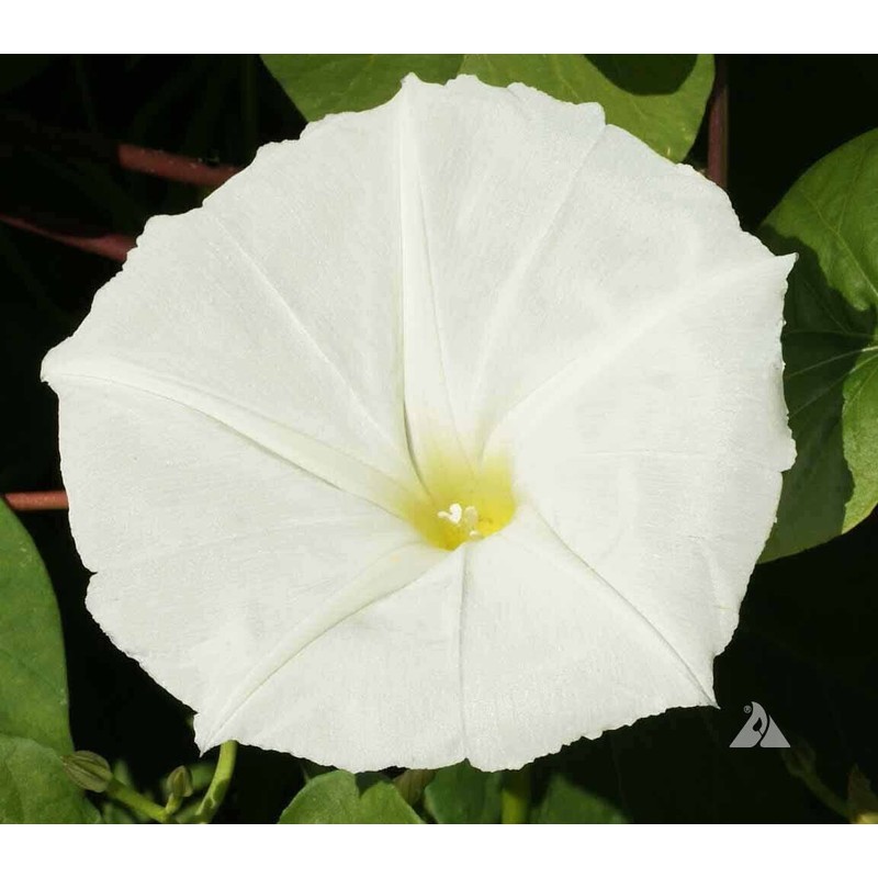 25 White Moonflower Flower Seeds Ipomoea alba Morning Glory