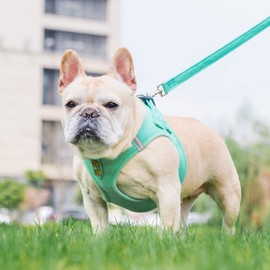 PUPTECK Dog Harness and Leash Set for Small Medium Dogs No Pull Step-in Soft Mesh Puppy Cat Vest Harnesses Reflective at Night, Denim Green S