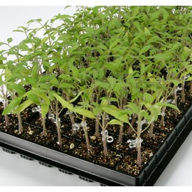 Seam Grafting Material Join Holder 2.4 (1,000 Pieces) Transparent