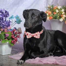 ADOGGYGO Floral Dog Collar with Bow, Red Pink Rose Flower Dog Bow Collar with Metal Buckle, Adjustable Pet Floral Collars for Medium Large Dogs (Large)