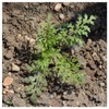 Everwilde Farms - 1000 Lacy Phacelia Native Wildflower Seeds -