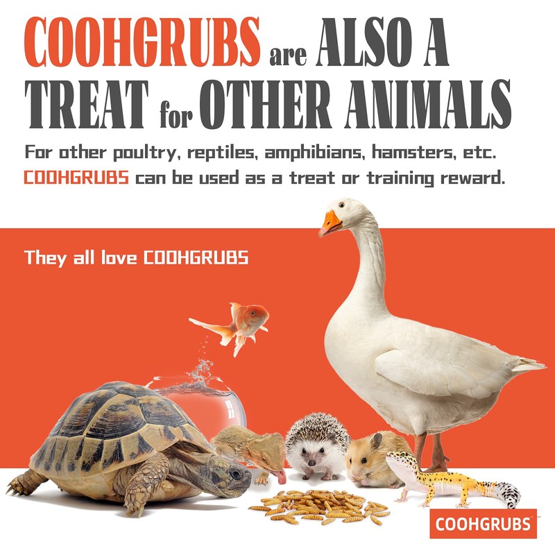 COOHGRUBS Dried Black Soldier Fly Larvae for Chickens, High-Calcium 85X
