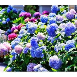 50 Pcs Blue Hydrangea Seeds - Hydrangea macrophylla Giant Snowball Hydrangea Fast Growing Shrub, Flower Plant