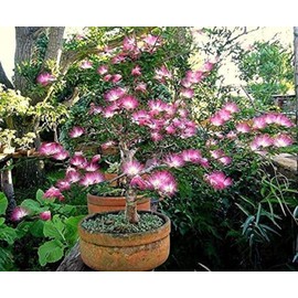 CZ GRAIN Pink Fairy Dust Tree Seeds - 10 Seeds - Calliandra eriophylla -Prized for Bonsai