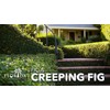 Creeping Fig Vine | 30 Live Plants | Ficus Pumila