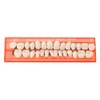 Tianbi 28Pcs/Set Fake Teeth False Teeth Sets,Resin Teeth Model,Durable Dentures