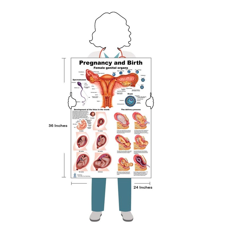 Female Large Poster Set, Include Preganancy and Birth, Female Anatomy,