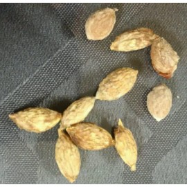 Fresh 5 seeds JUJUBE  chinese dates  seeds tasty ORGANIC ,fresh seeds