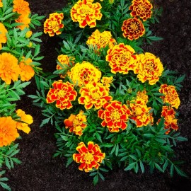 Back To Nature Seed Company Jumbo Marigold Crackerjack Mixed Flowers - Seeds - Organic - Non Gmo - Heirloom  - 5 Seeds