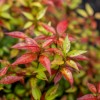Shrubs Dwarf Nandina Firepower Shrub, Heavenly Bamboo, 4-12" Tall Live
