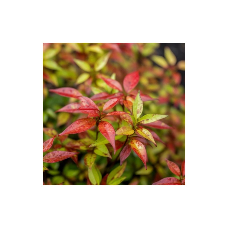 Shrubs Dwarf Nandina Firepower Shrub, Heavenly Bamboo, 4-12" Tall Live