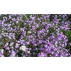 1oz Virginia Stock Flower Seeds Mix Malcolmia Maritima Fragrant (70,000