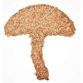 Wheat Bran Unprocessed 100% Natural Coarse Non-GMO | Mushroom Mycelium Mycology Growing Bulk Substrate | Great for Shiitakes! | 4 Pounds