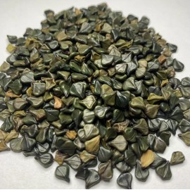 Fresh SENNA ALATA Seeds *FREE Shipping!* Candletree / Cassia alata Herb - 40+ SEEDS