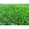 Emerald Zoysia (Zoysia Emerald) grass seeds-1/8 lb