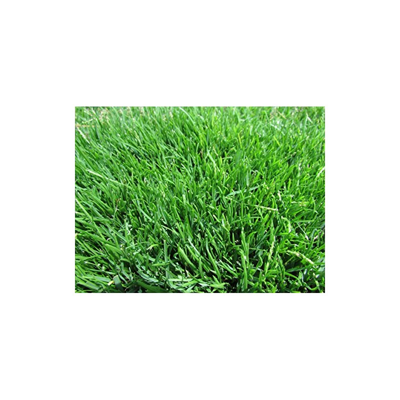 Emerald Zoysia (Zoysia Emerald) grass seeds-1/8 lb