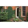 Creeping Fig Vine - Ficus Pumila - 20 Live Fully