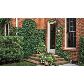 Creeping Fig Vine - Ficus Pumila - 20 Live Fully Rooted Plants - Climbing Ivy
