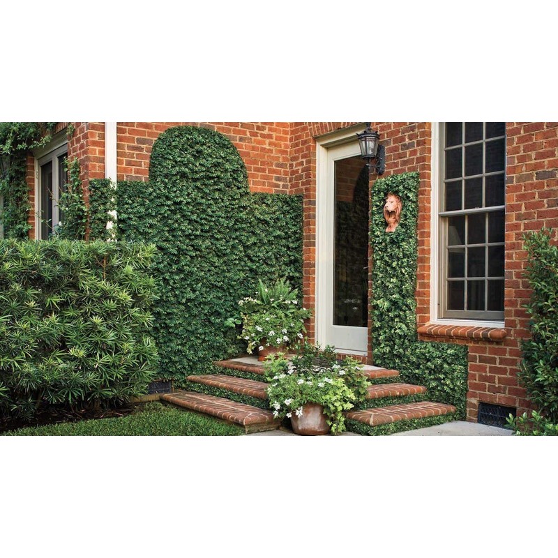 Creeping Fig Vine - Ficus Pumila - 20 Live Fully