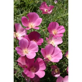 The Gardening World 500 California Poppy Flower Seeds Purple Gleam Eschscholzia Californica