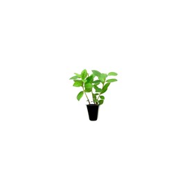 Red Formosa Azalea | 40 Live Plants | Rhododendron Formosa Seedlings | Vibrant Spring Blooms | Ideal for Landscaping & Garden | Hardy & Easy to Grow | Perfect for Outdoor Planting