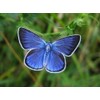 Edition Colibri Postcard Set Animals: Butterflies (6 Postcards) – Ideal