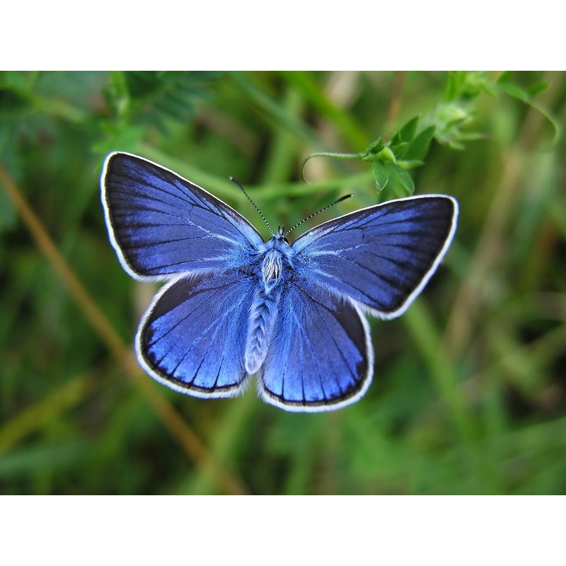 Edition Colibri Postcard Set Animals: Butterflies (6 Postcards) – Ideal