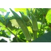 Southeast Seeds Cowhorn Okra Seeds, NON-GMO, Spineless, Large Okra, FREE