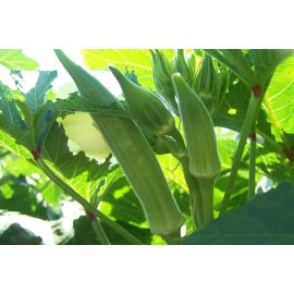 Southeast Seeds Cowhorn Okra Seeds, NON-GMO, Spineless, Large Okra, FREE SHIPPING - 60 Seeds or 1/8 OZ