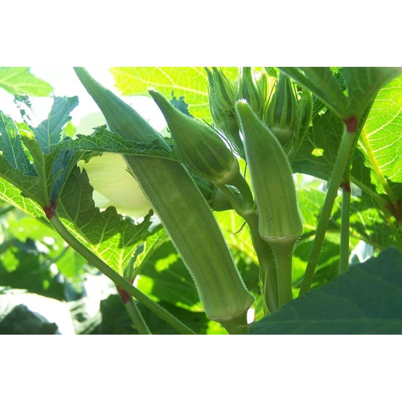 Southeast Seeds Cowhorn Okra Seeds, NON-GMO, Spineless, Large Okra, FREE