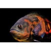Aquatic Foods Inc. 7.5mm - 45% Protein Premium Floating Cichlid
