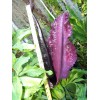 35 seeds Dragon lily arum flower voodoo amorphophallus bulb tuber