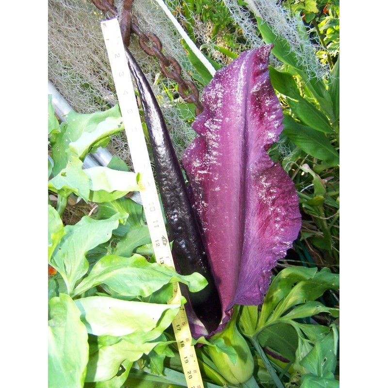 35 seeds Dragon lily arum flower voodoo amorphophallus bulb tuber