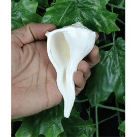 ASHIRWAD Dakshinavarti Original Shankh Valampuri Sangu Lakshmi Shankh Conch Shell (3.5")
