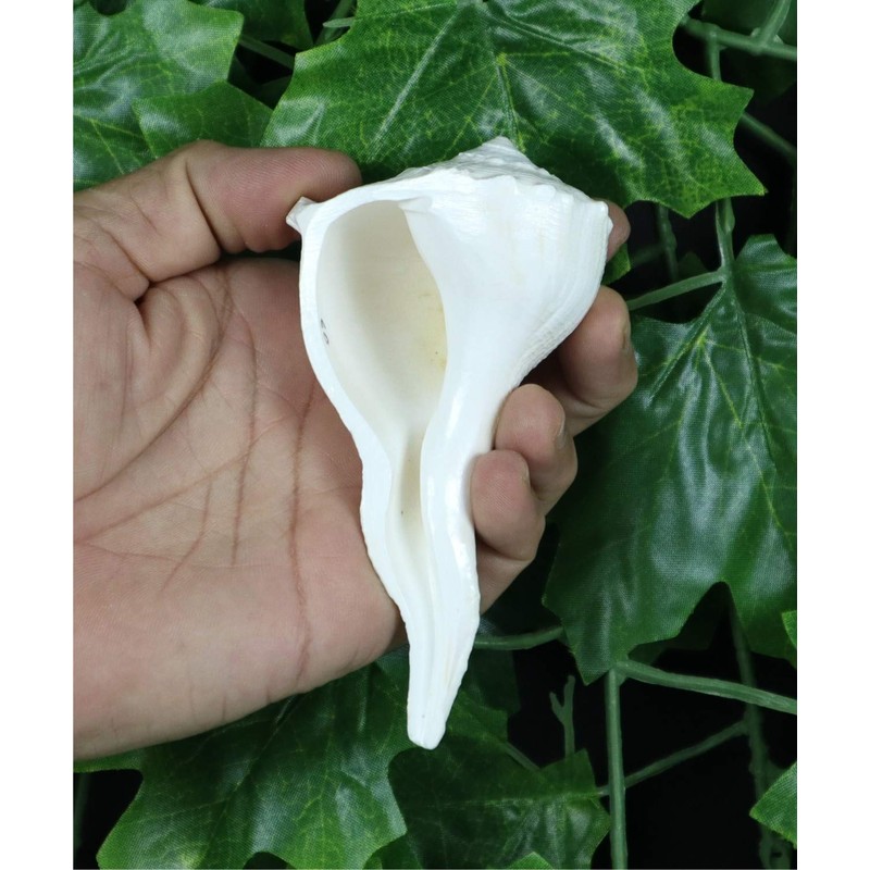 ASHIRWAD Dakshinavarti Original Shankh Valampuri Sangu Lakshmi Shankh Conch Shell