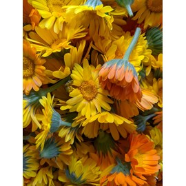 Catskills Comfrey: SkinTune 2oz: for severe sin irritation. Natural, clean & green skin health.100% infusion of comfrey, burdock, St John's wort, calendula & yarrow. Full-spectrum medicinal benefits