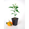 Satsuma Mandarin Tree - XL. Citrus unshiu. 6" - 10"
