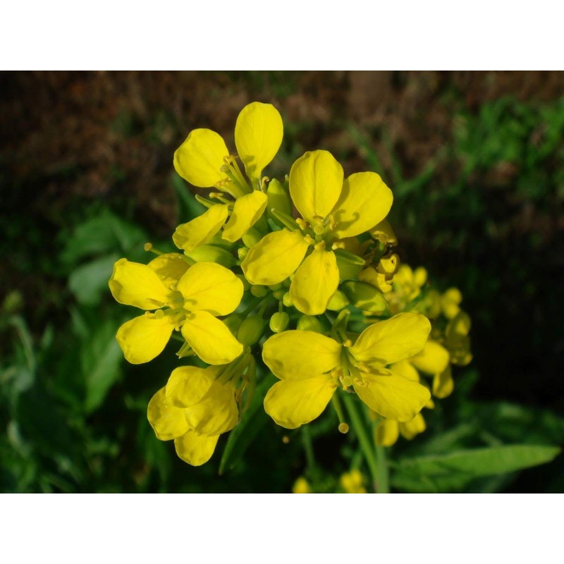 Seeds4planting - Seeds Black Mustard Heirloom Vegetable for Planting Non
