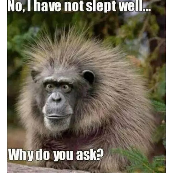 Funny Ape refrigerator magnet 3 1/2x 3 1/2"