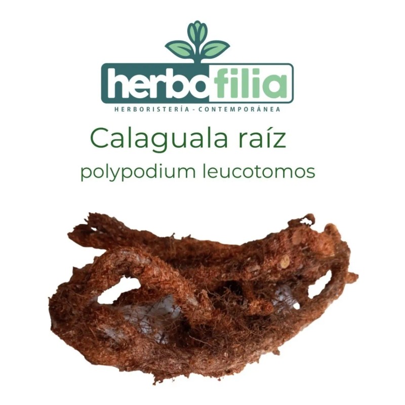Calaguala Polypodium Leucotomos Raíz Cremas 60gr