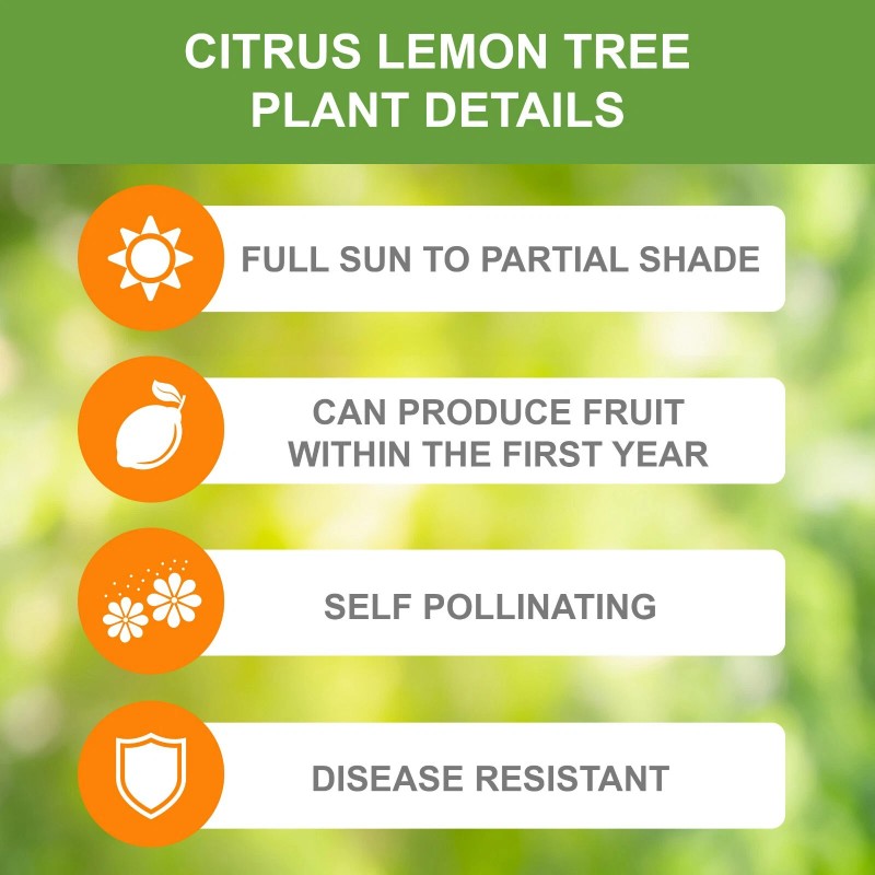 Garden State Bulb Meyer Lemon Tree - Live Citrus Plant