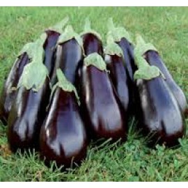 Southeast Seeds Florida Market Eggplant Seeds, Aubergine, Highbush, Heirloom, NON-GMO, FREE SHIP - 300 Seeds