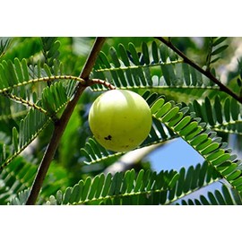 Phyllanthus emblica Seeds Indian Gooseberry Indoor -Outdoor Gardening Hummingbirds and Butterflies Love to Visit The Lovely Little red Blooms Blooms (10)